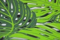 Pościel Bawełniana 160x200 Monstera Zieleń