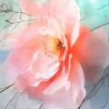 Pościel satyna bawełniana 220x200 SatynLove Premium 12424